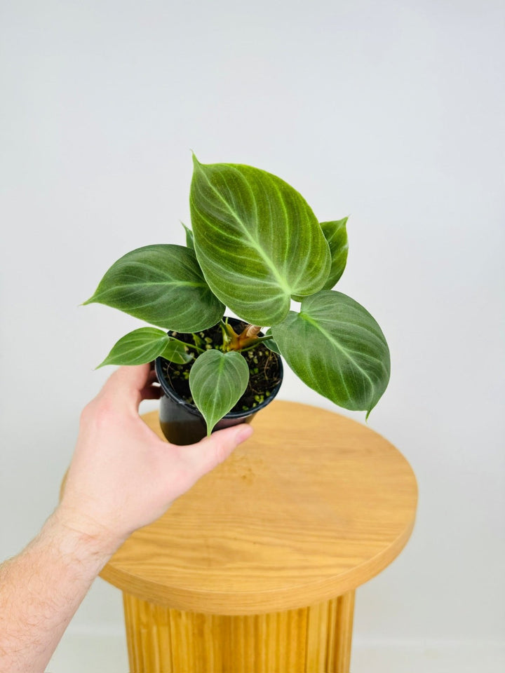 Philodendron Rubrijuvenile - El Choco Red | Uprooted