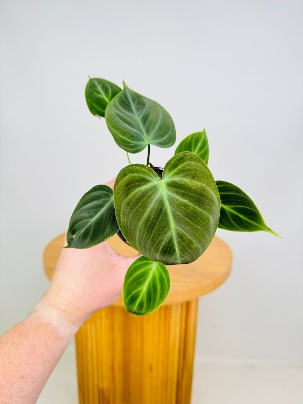 Philodendron Rubrijuvenile - El Choco Red | Uprooted