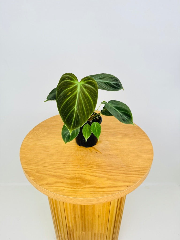 Philodendron Rubrijuvenile - El Choco Red | Uprooted