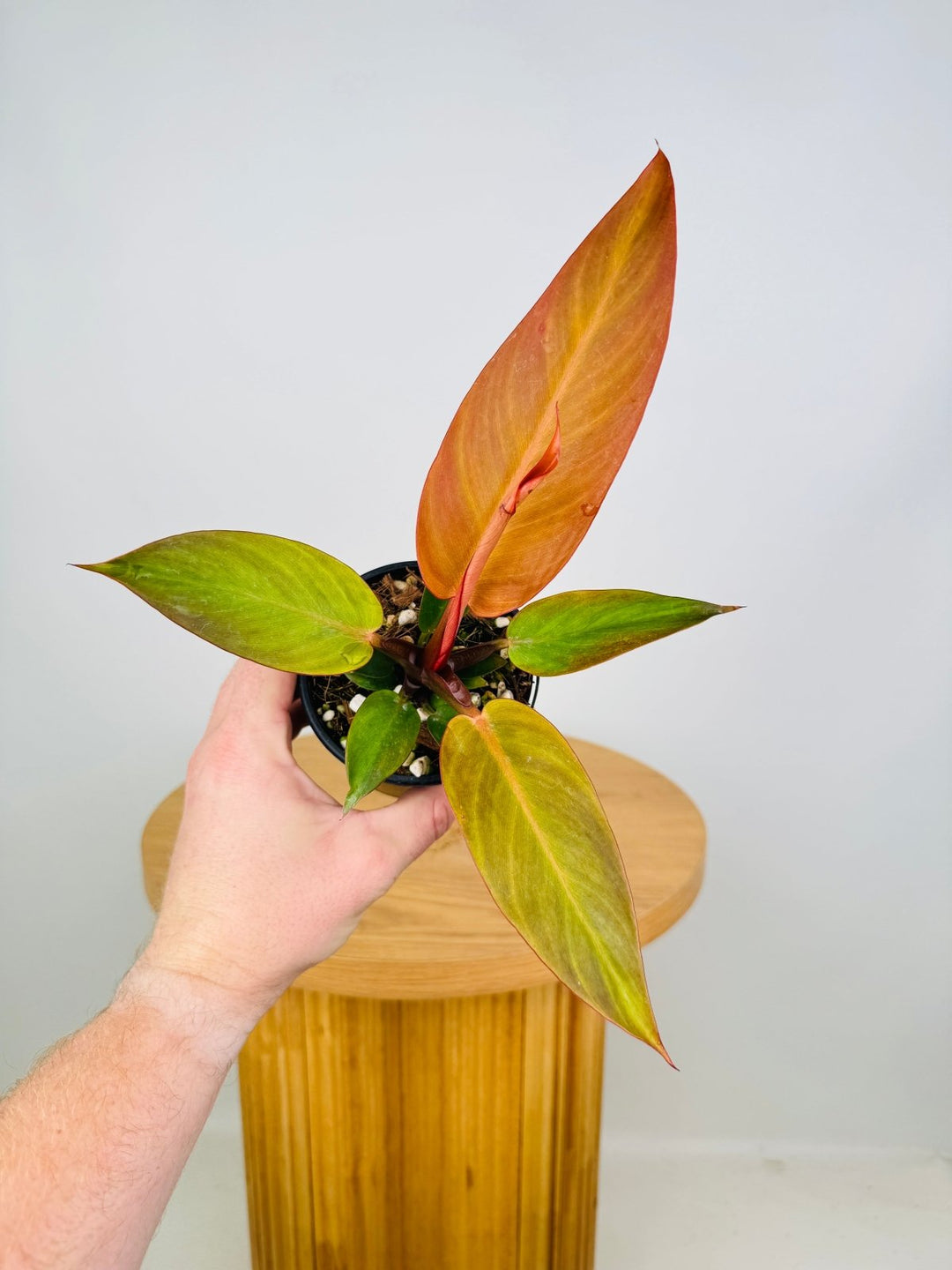 Philodendron Sun Red | Uprooted