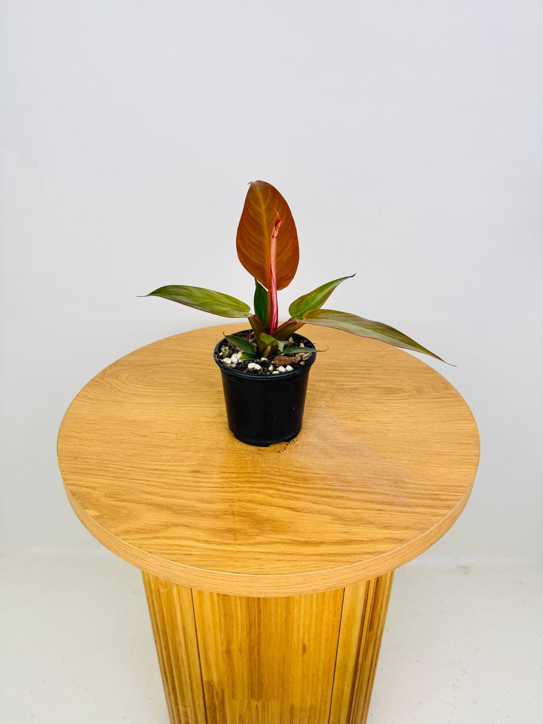 Philodendron Sun Red | Uprooted