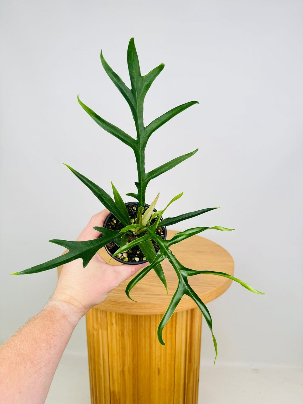 Philodendron Tortum - Wide Form | Uprooted