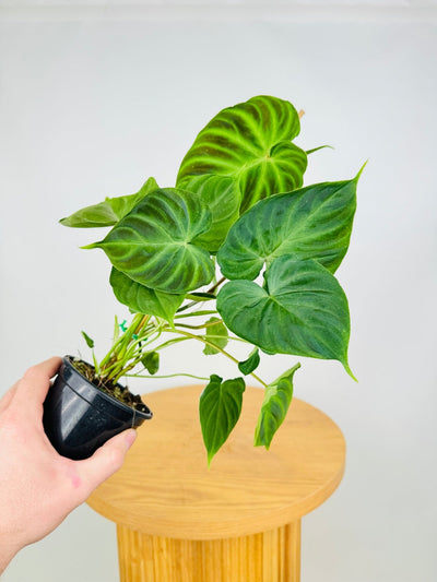 Philodendron Verrucosum | Uprooted