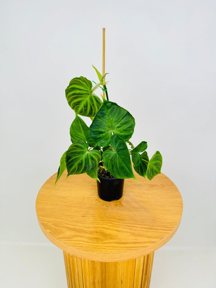 Philodendron Verrucosum | Uprooted