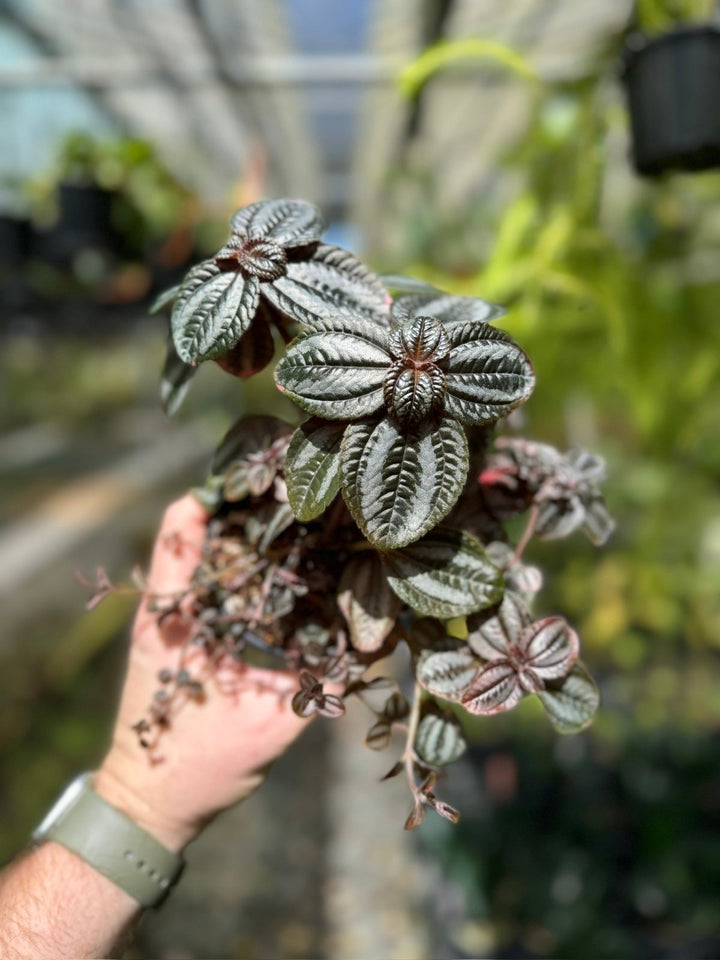 Pilea Involucrata Norfolk | Uprooted