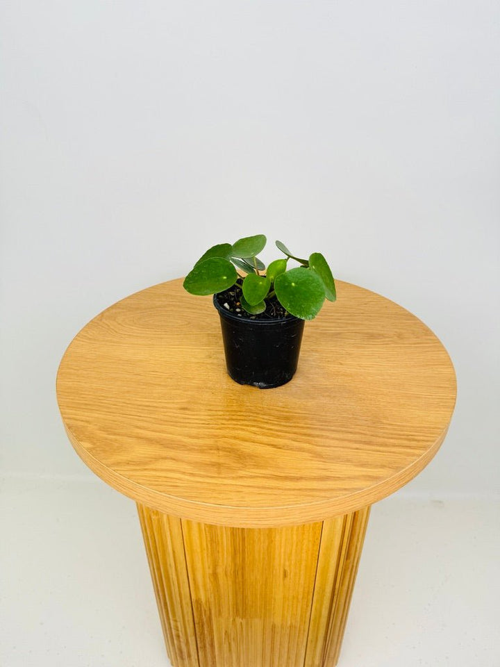 Pilea Peperomioides | Uprooted