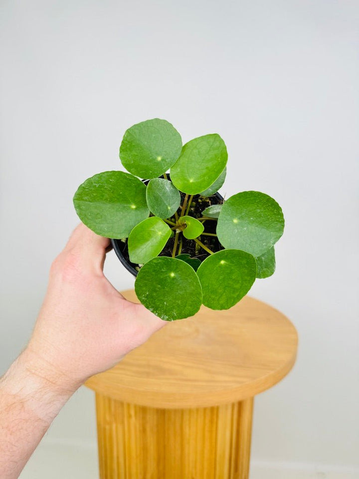 Pilea Peperomioides | Uprooted