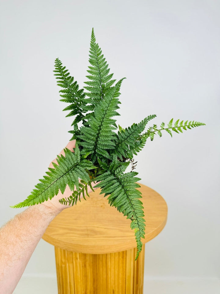 Polystichum Tsussimense - Korean Rock Fern | Uprooted