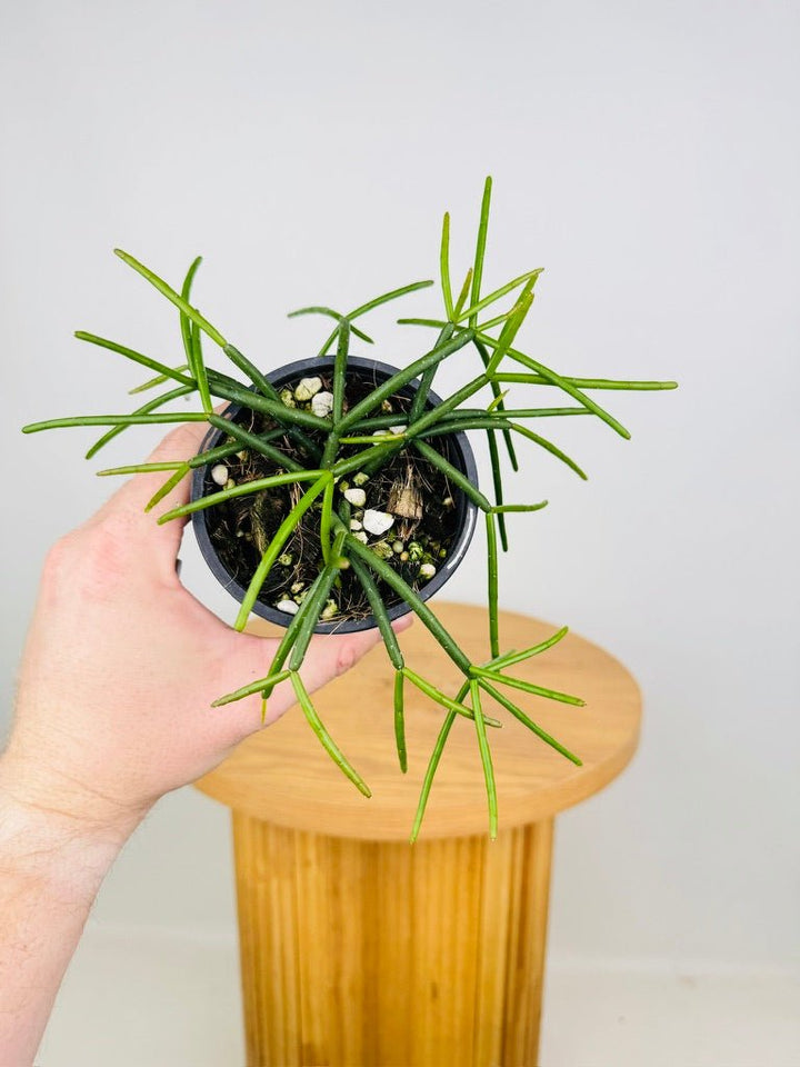 Rhipsalis Baccifera ssp. Mauritiana | Uprooted