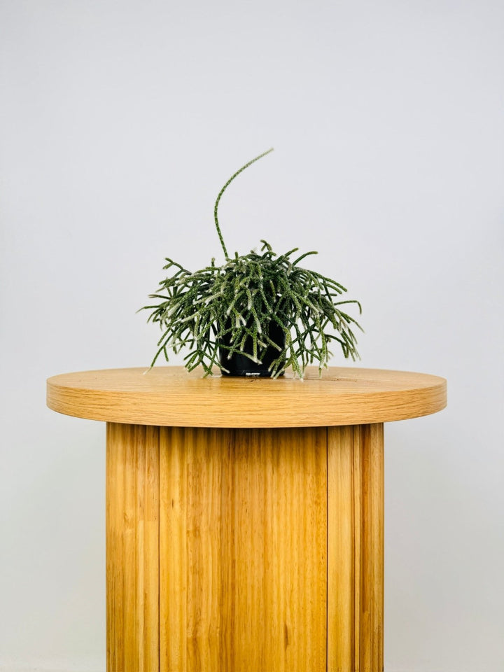 Rhipsalis Baccifera | Uprooted