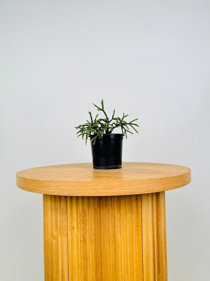 Rhipsalis Baccifera | Uprooted