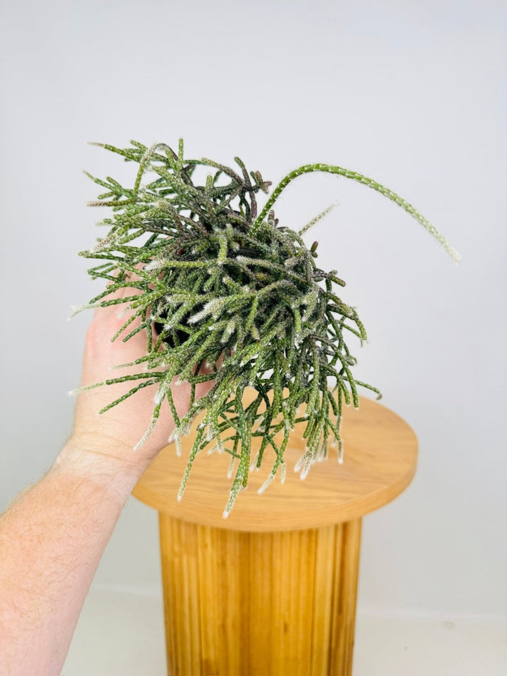 Rhipsalis Baccifera | Uprooted