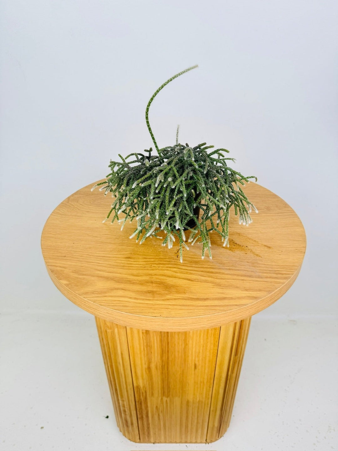 Rhipsalis Baccifera | Uprooted