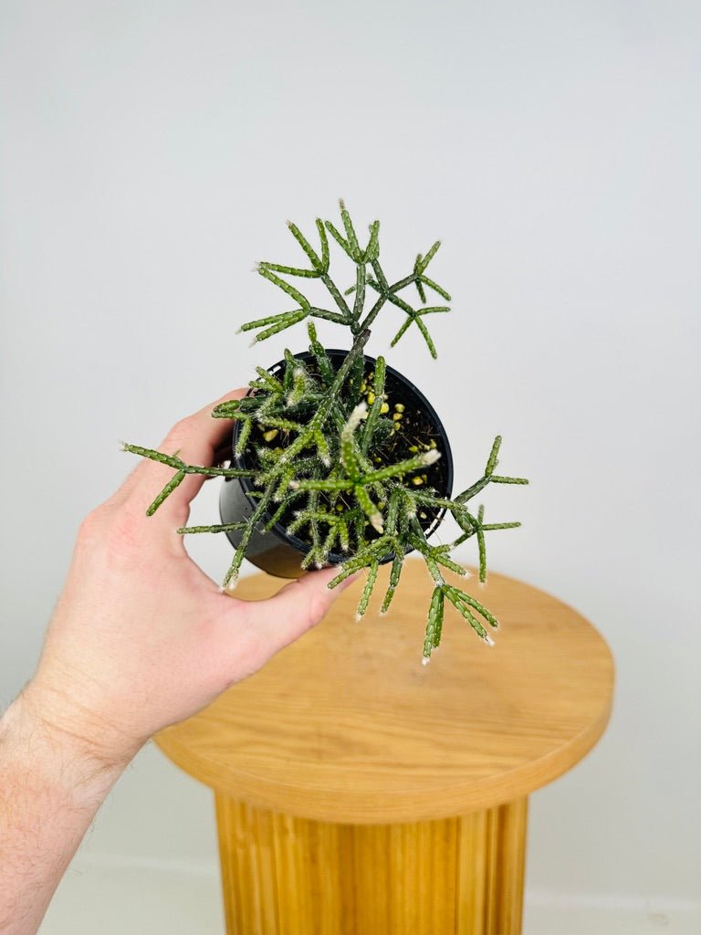 Rhipsalis Baccifera | Uprooted