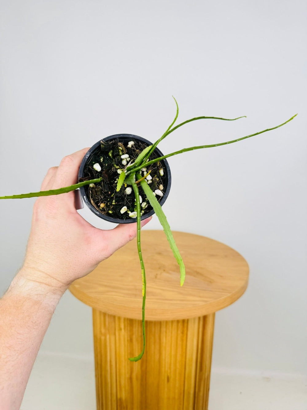 Rhipsalis Boliviana | Uprooted