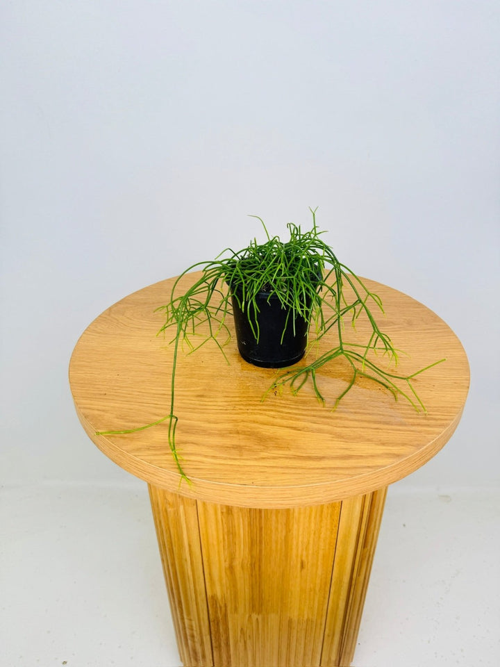 Rhipsalis Campos - Portoana | Uprooted