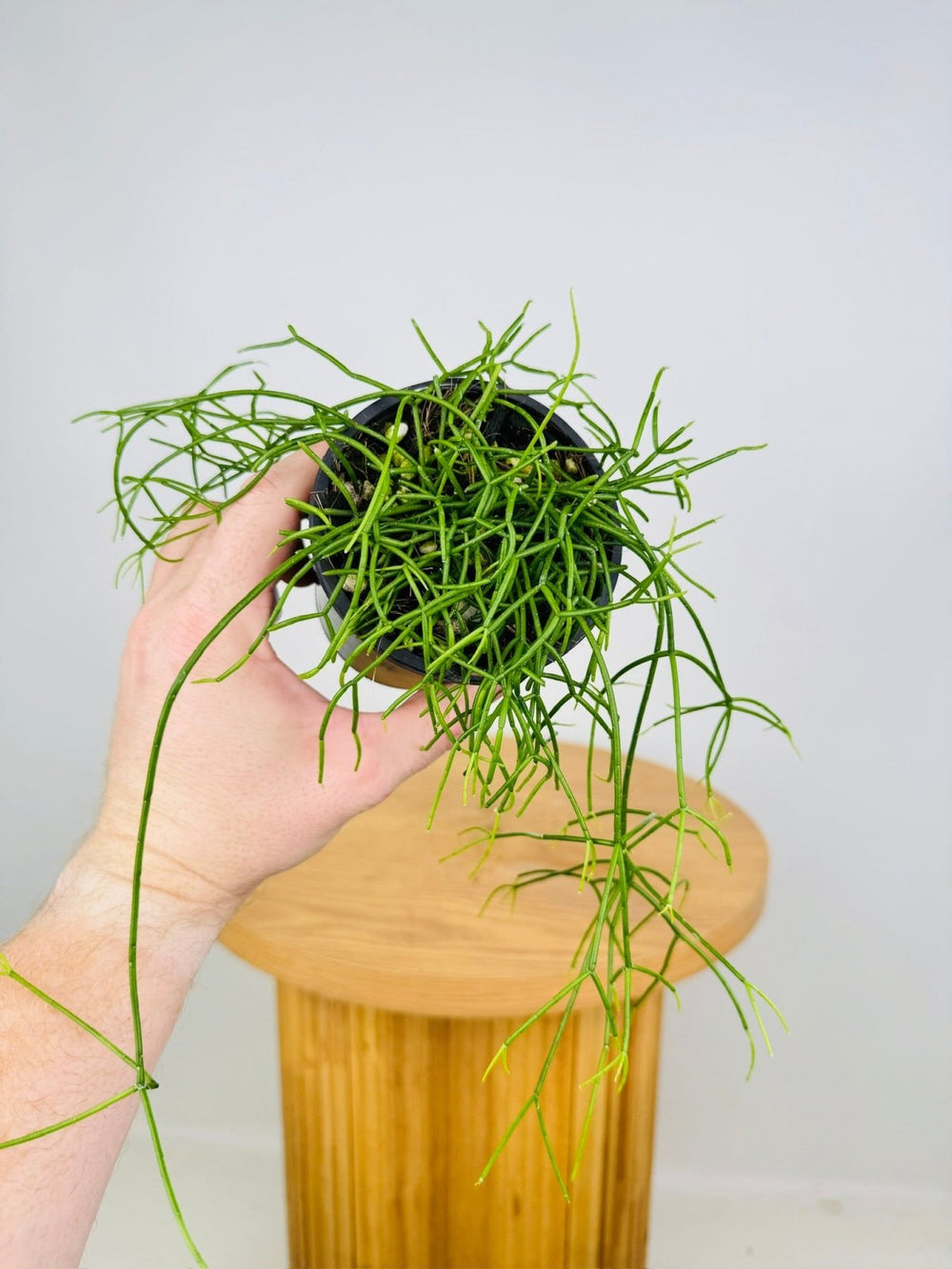 Rhipsalis Campos - Portoana | Uprooted