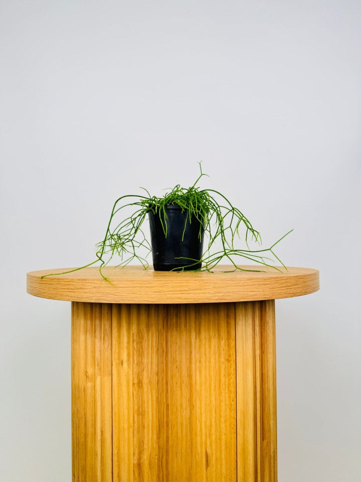 Rhipsalis Campos - Portoana | Uprooted