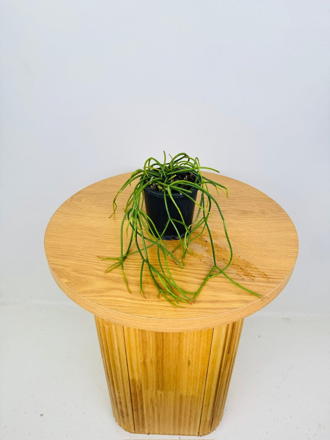 Rhipsalis Cassutha | Uprooted