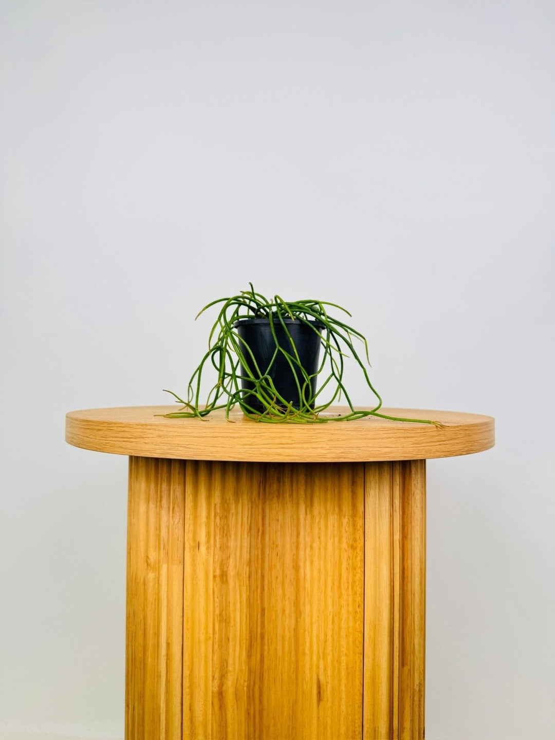 Rhipsalis Cassutha | Uprooted