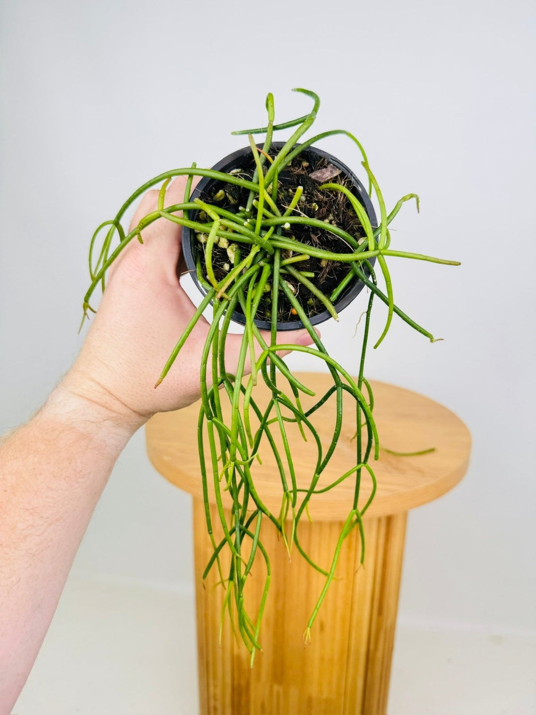 Rhipsalis Cassutha | Uprooted