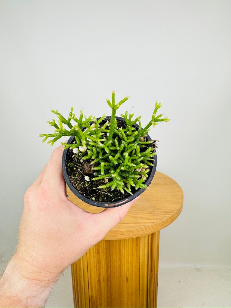 Rhipsalis Cereuscula | Uprooted