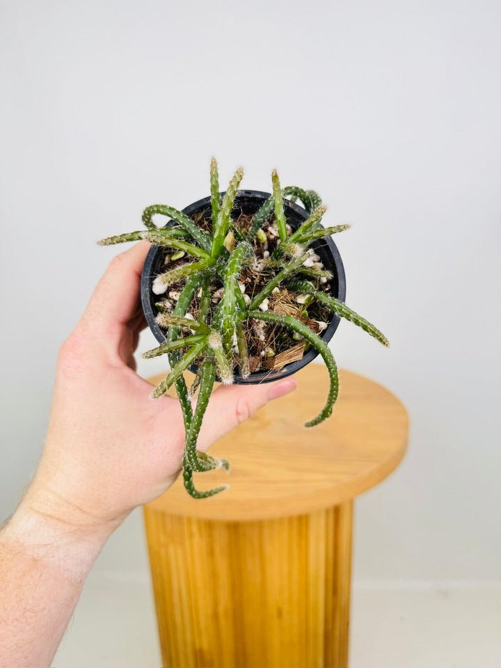 Rhipsalis Horrida | Uprooted