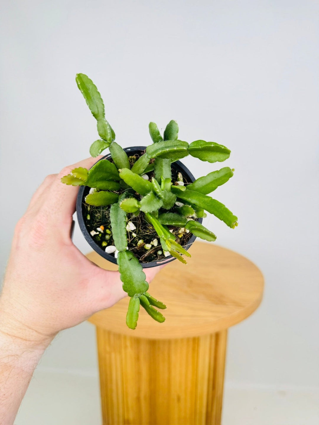 Rhipsalis Micrantha | Uprooted