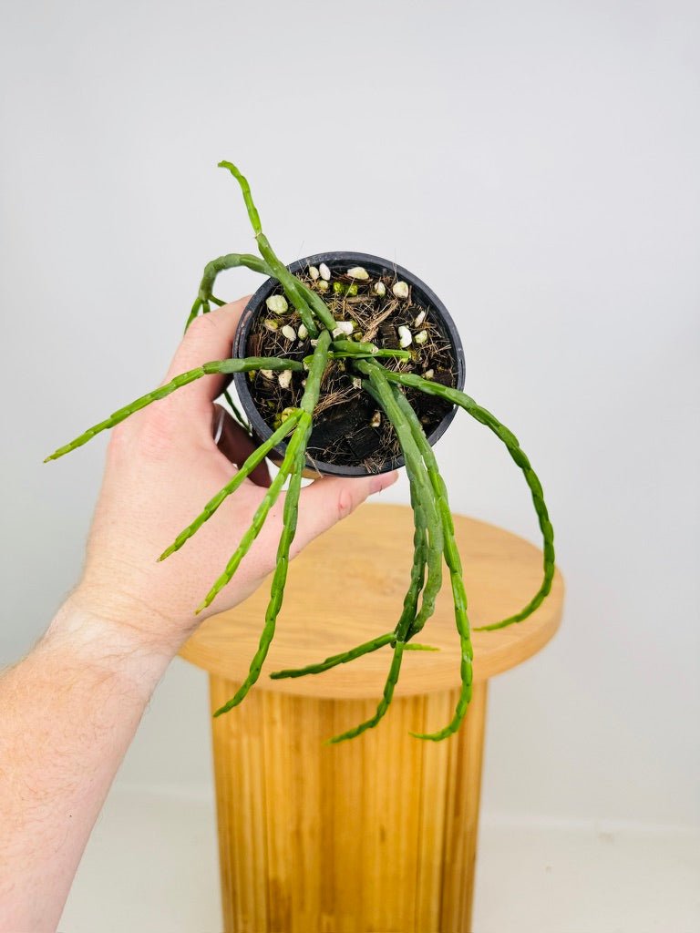 Rhipsalis Pacheo - Leeri V Catenula | Uprooted