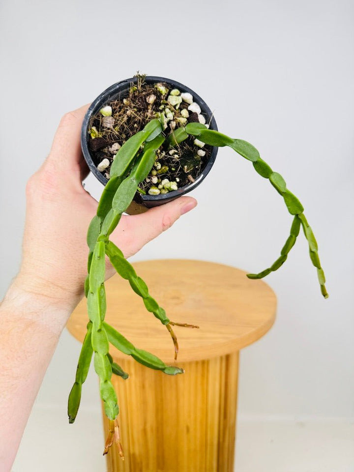 Rhipsalis Paradoxa | Uprooted