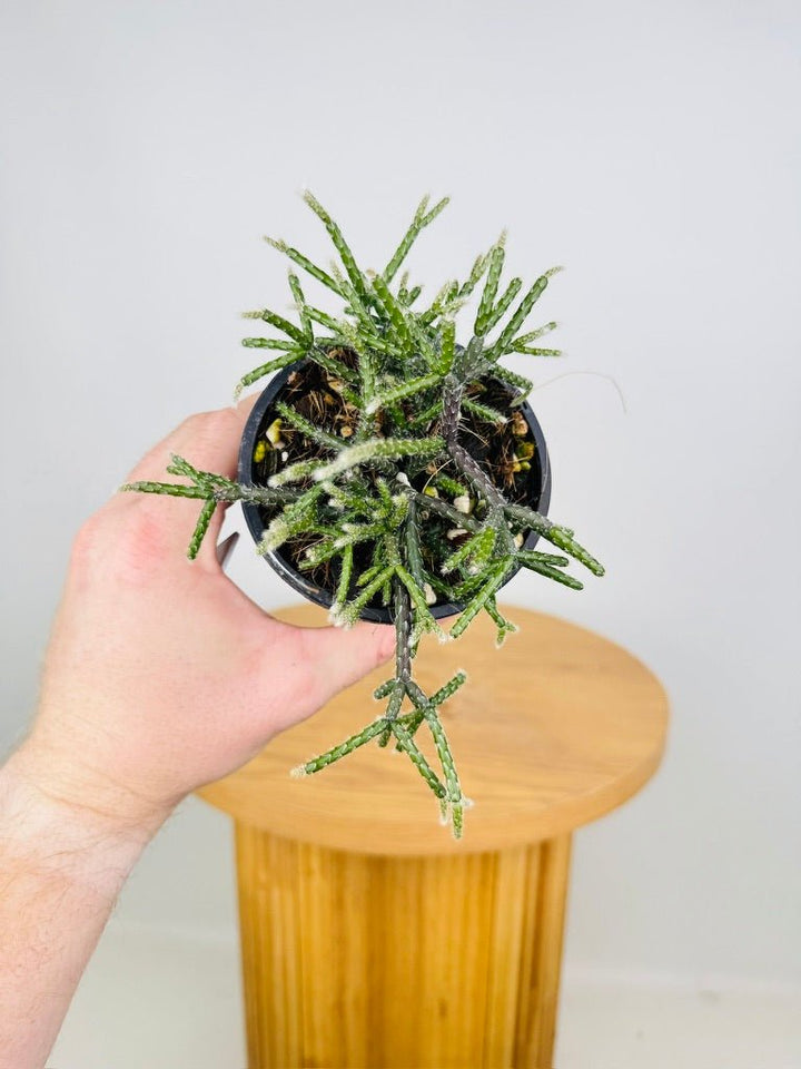 Rhipsalis Pilocarpa | Uprooted