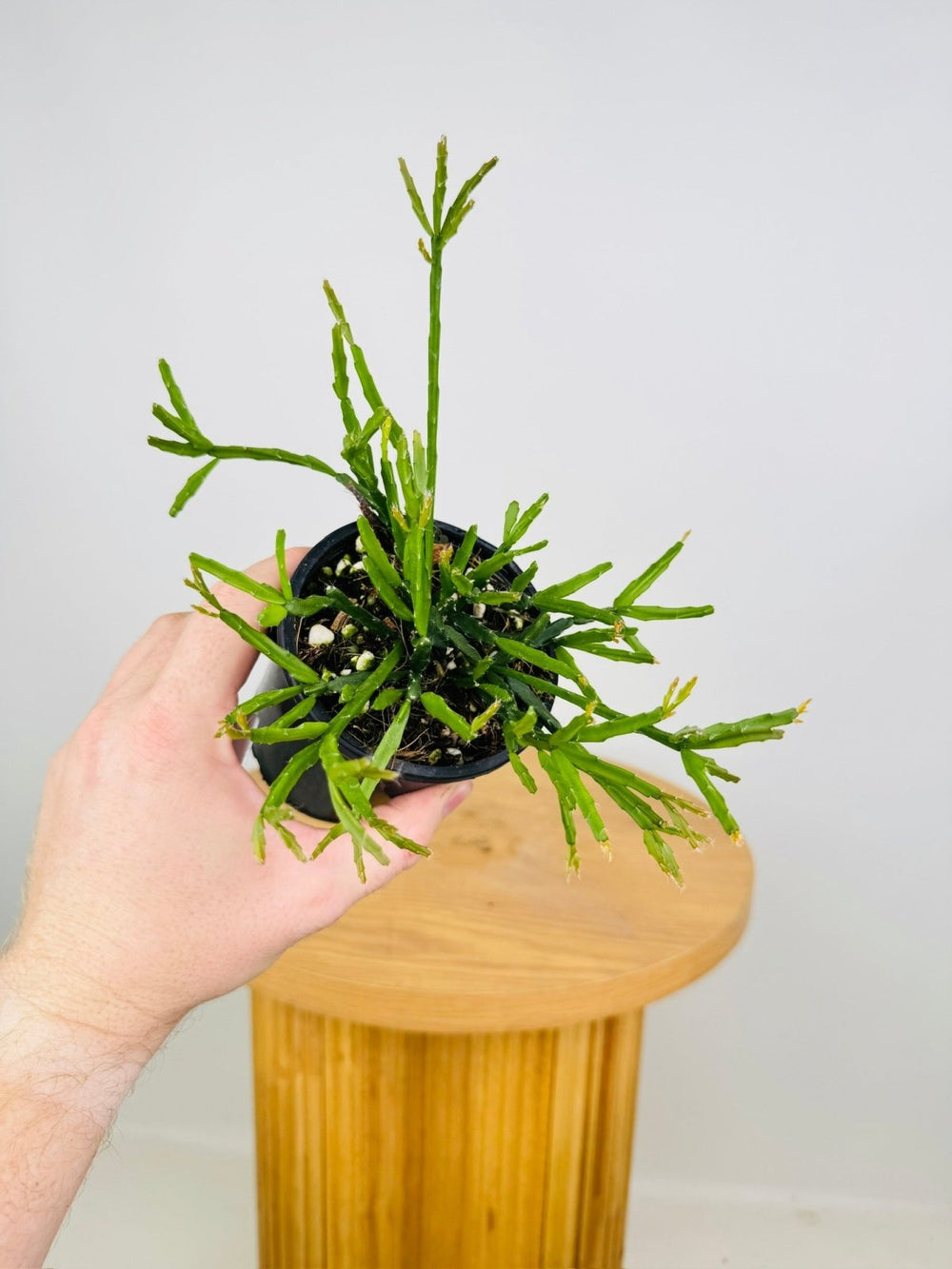 Rhipsalis Sulcata | Uprooted