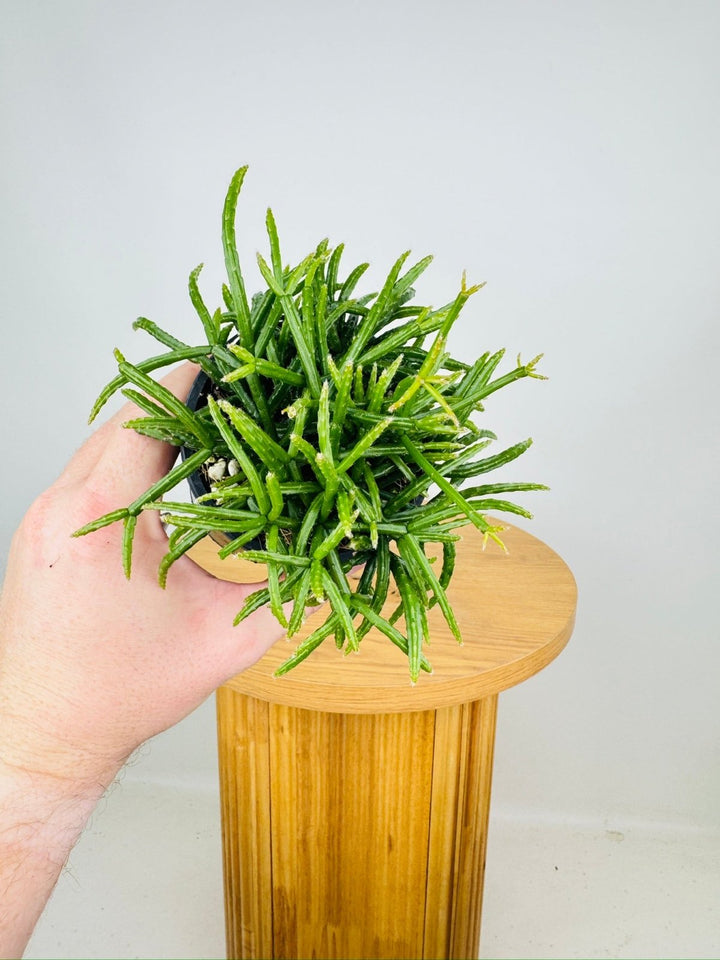 Rhipsalis Teres F. Prismatica | Uprooted