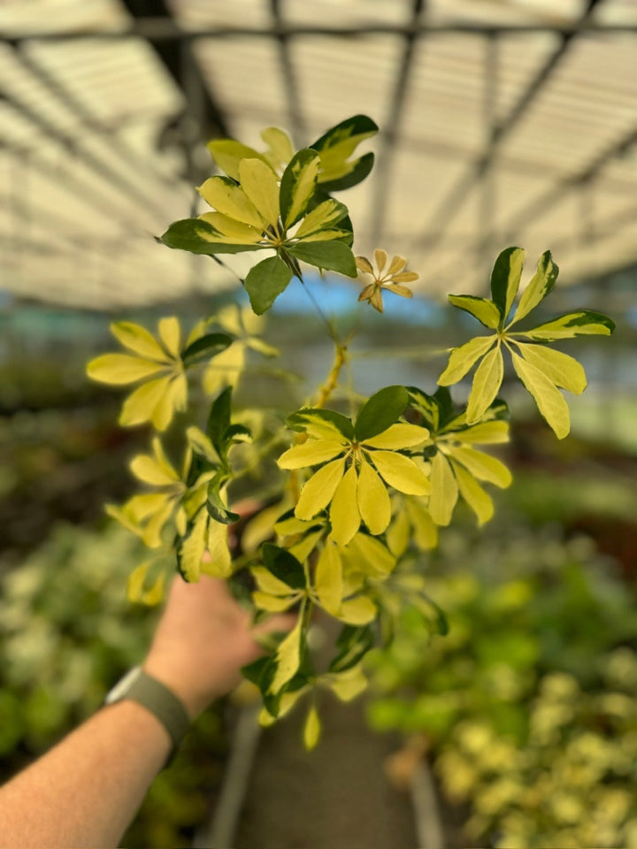 Schefflera Arboricola Variegata | Uprooted