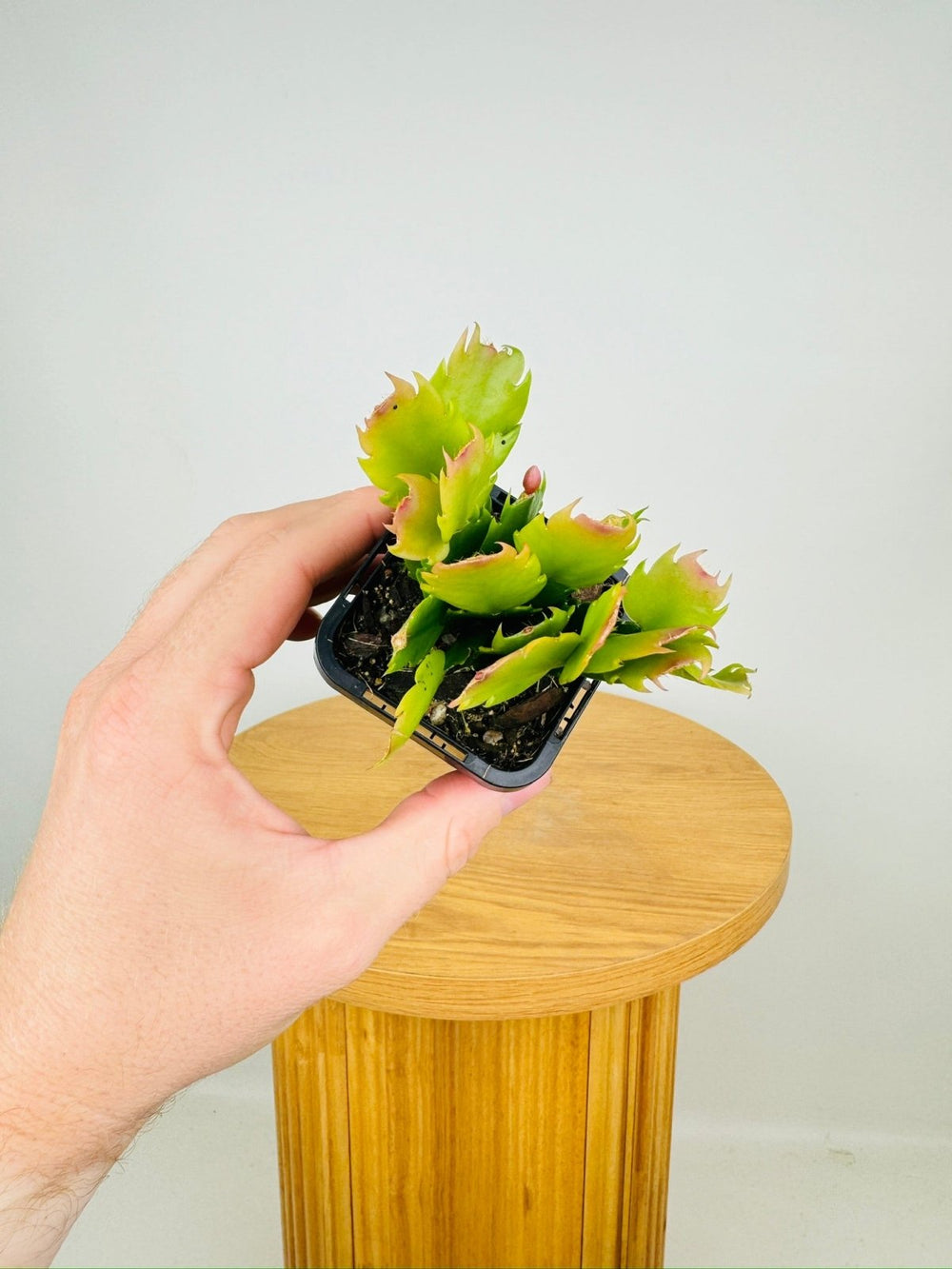 Schlumbergera Truncata - Zygocactus - Thor Sharon | Uprooted