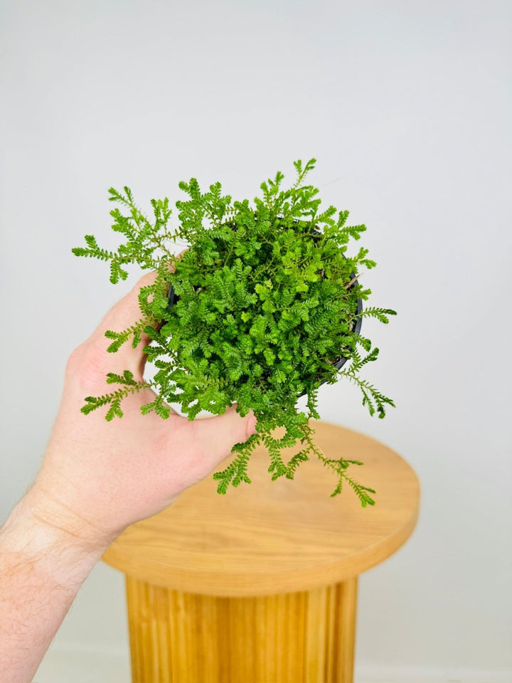 Selaginella Kraussiana - Club Moss - Green | Uprooted