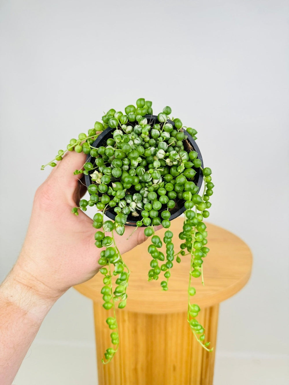 Senecio Rowleyanus - String of Pearls - Variegated | Uprooted