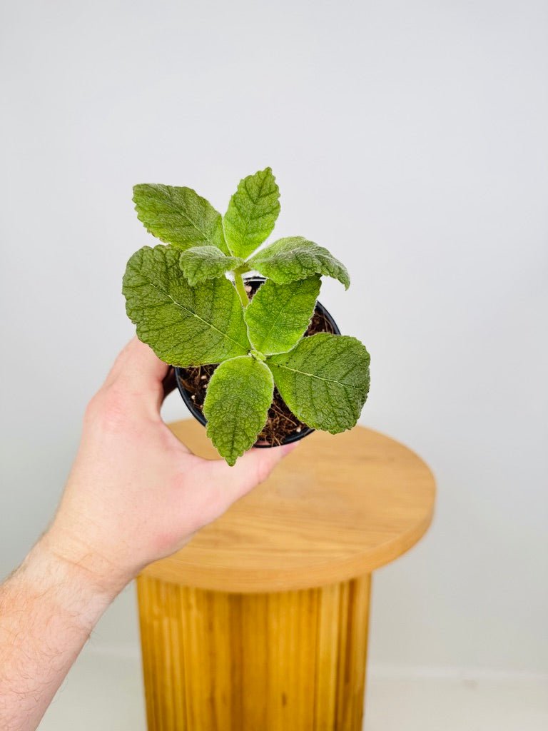 Sinningia Bullata X Leucotricha | Uprooted