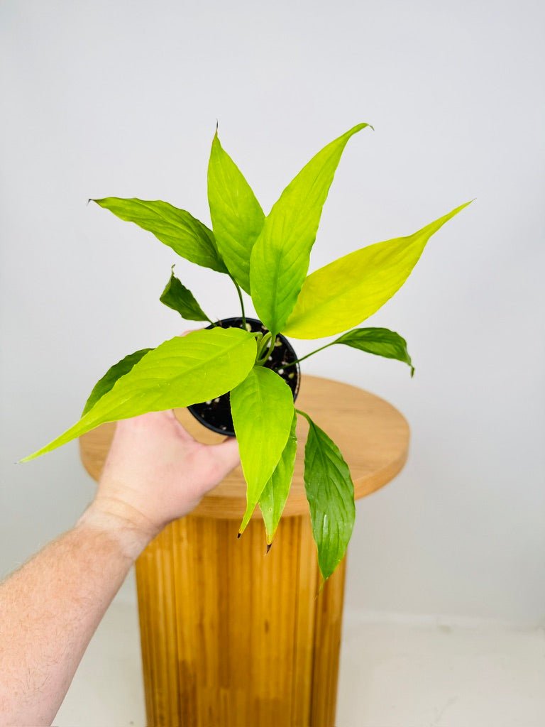 Spathiphyllum Lime | Uprooted