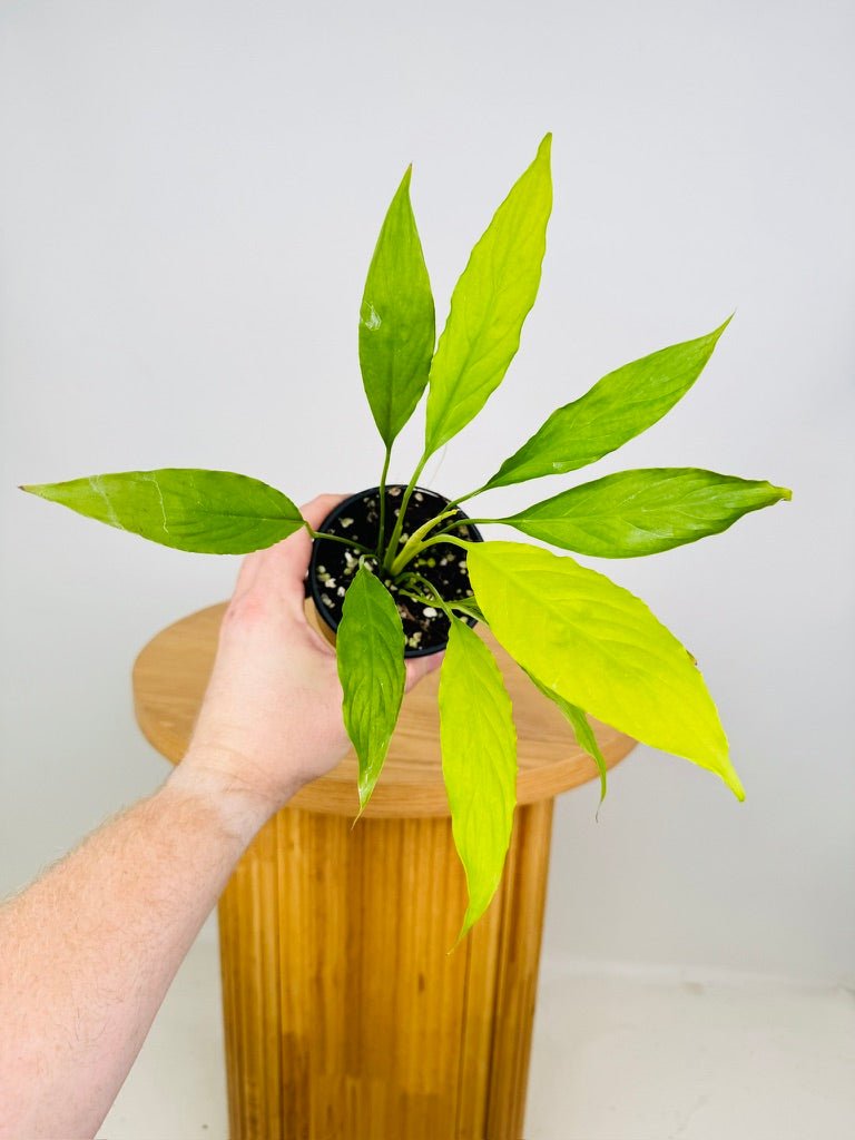 Spathiphyllum Lime | Uprooted