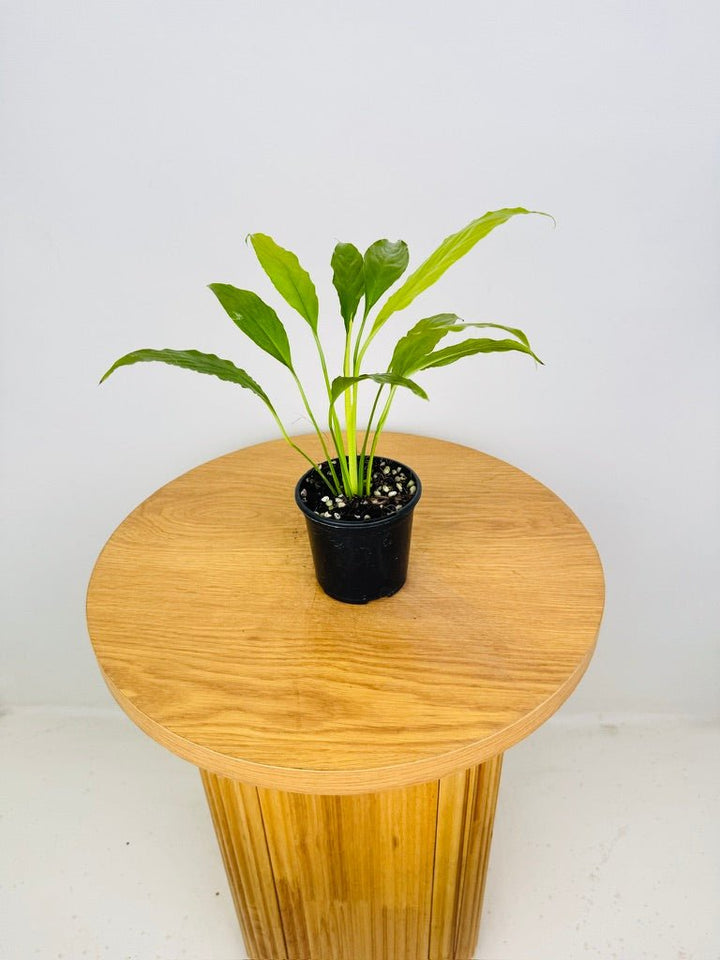 Spathiphyllum Lime | Uprooted