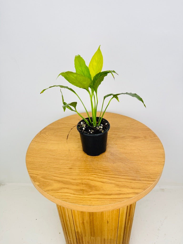 Spathiphyllum Lime | Uprooted