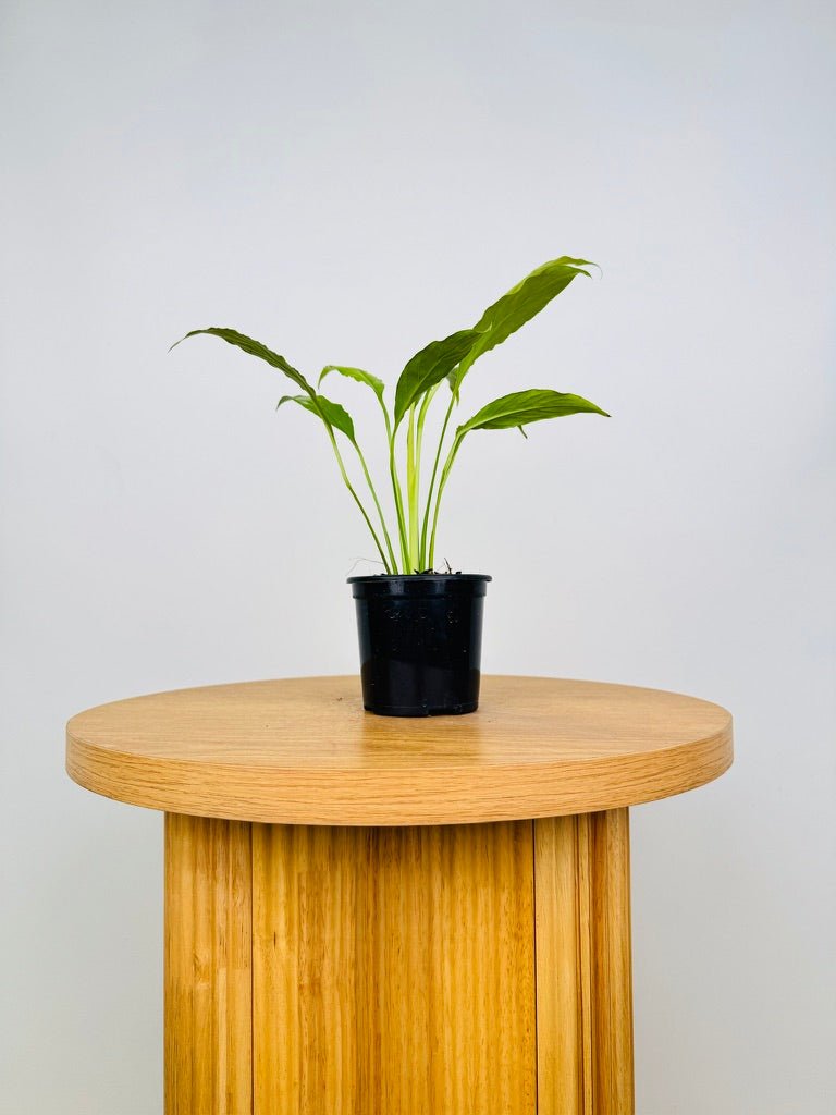 Spathiphyllum Lime | Uprooted