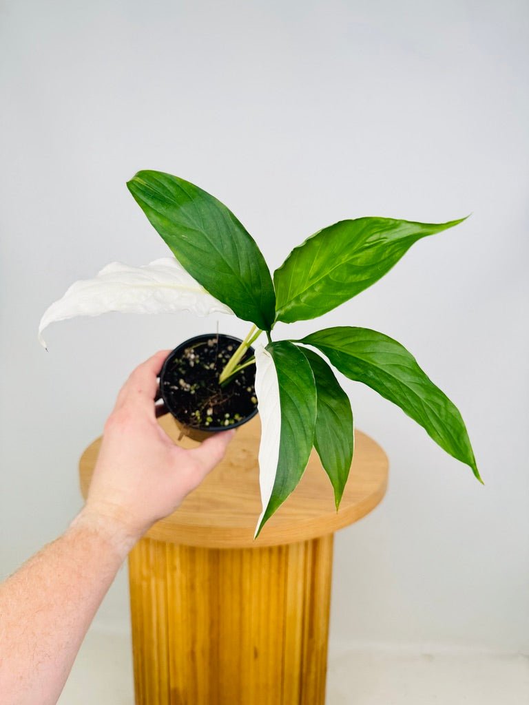 Spathiphyllum Picasso - Random Selection | Uprooted