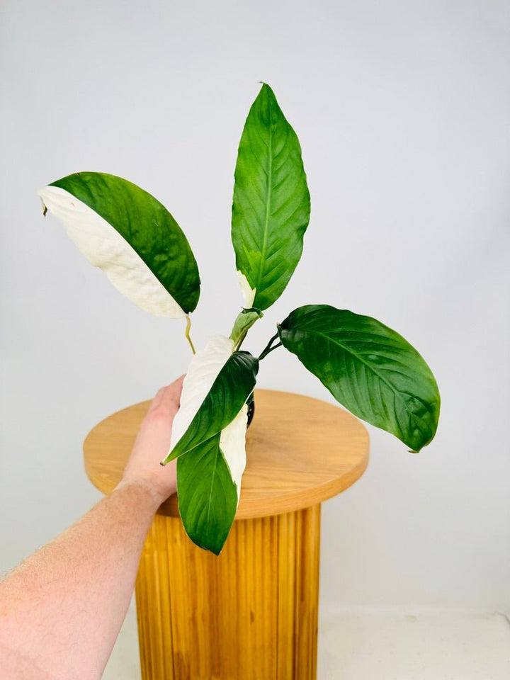 Spathiphyllum Picasso - Random Selection | Uprooted