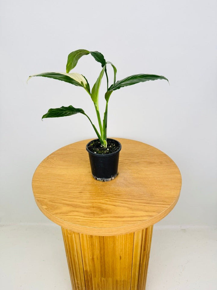 Spathiphyllum Picasso - Random Selection | Uprooted