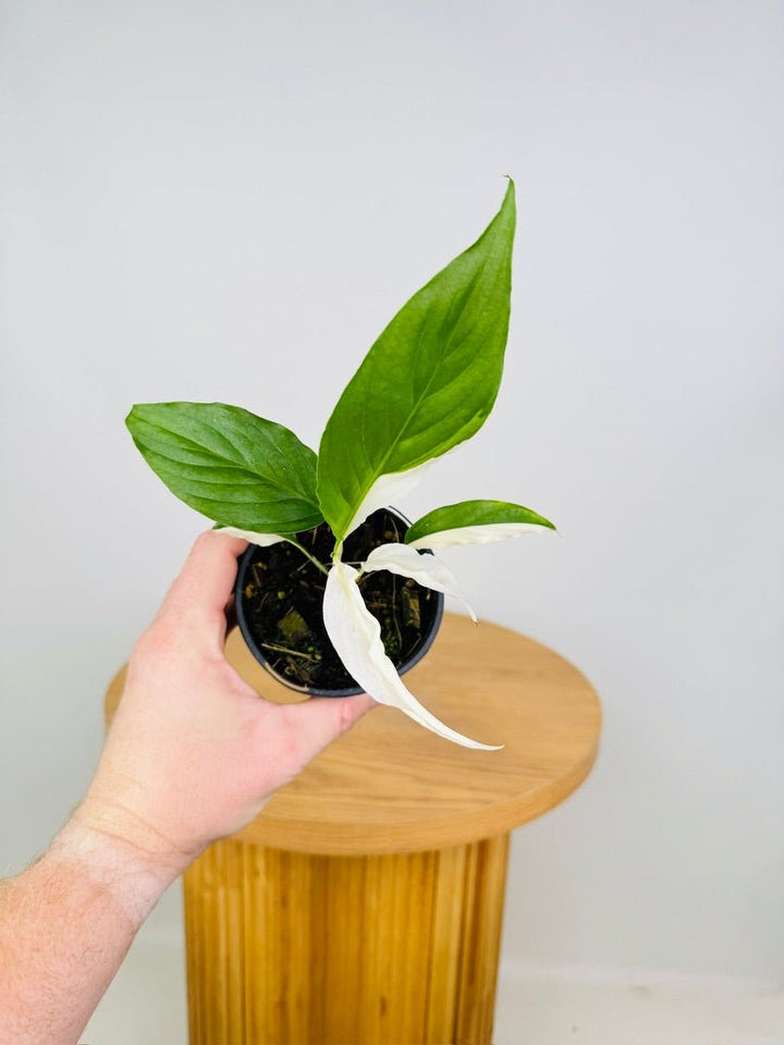 Spathiphyllum Picasso - Random Selection | Uprooted