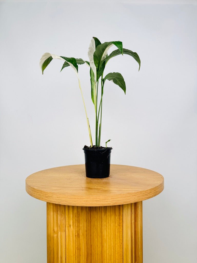 Spathiphyllum Picasso - Random Selection | Uprooted