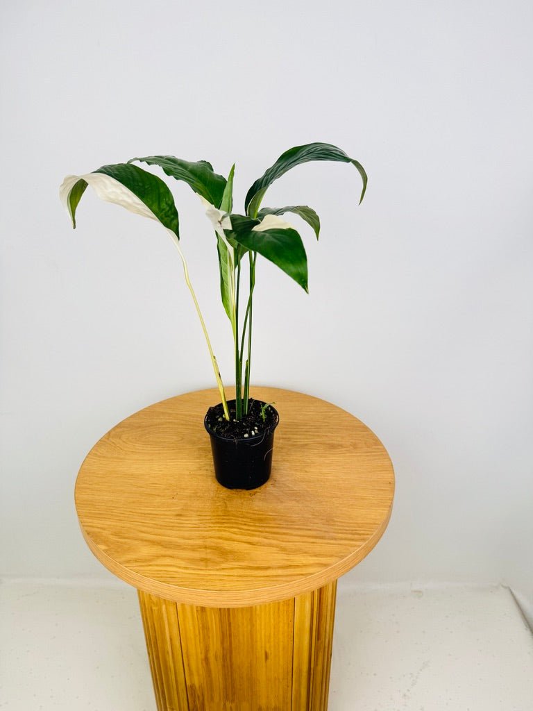 Spathiphyllum Picasso - Random Selection | Uprooted