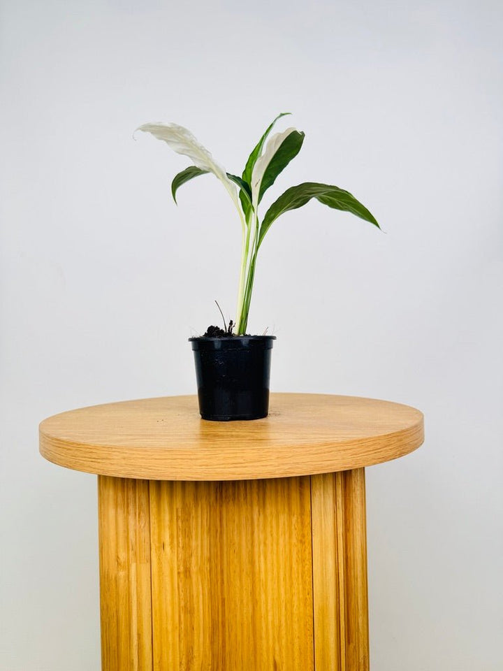 Spathiphyllum Picasso - Random Selection | Uprooted